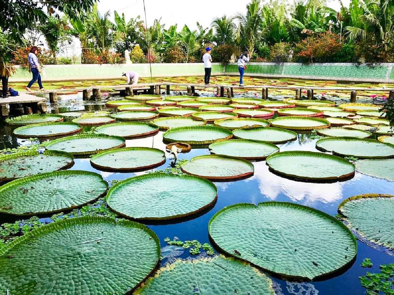 gao-giong-en-dong-thap