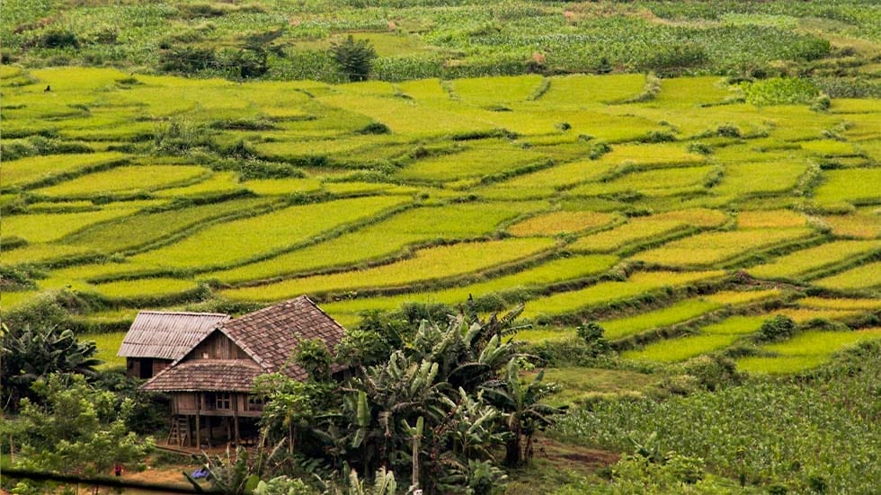 arrozales-en-mai-chau