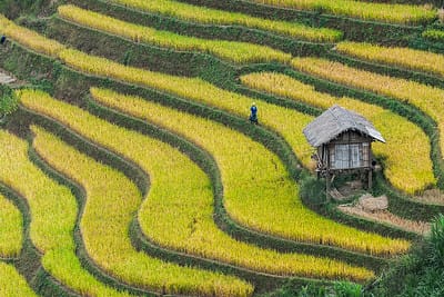 arrozales-mas-impresionantes